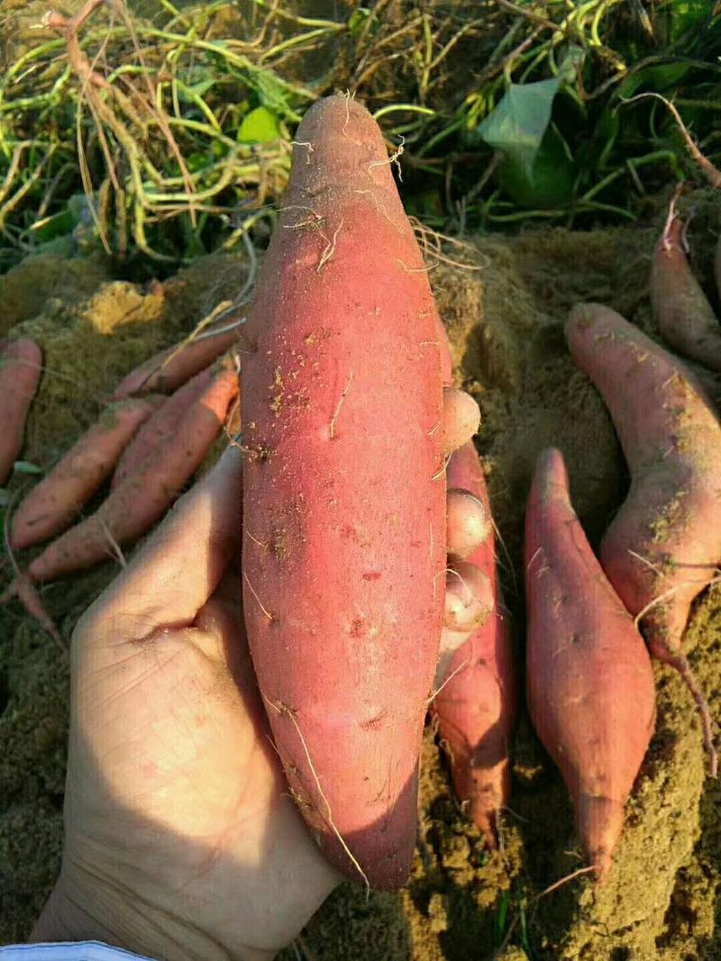 福建漳浦红薯，六鳌红蜜薯，西瓜红现挖现发一手货源