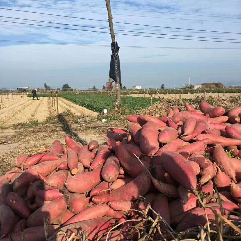 福建漳浦红薯，六鳌红蜜薯，西瓜红现挖现发一手货源
