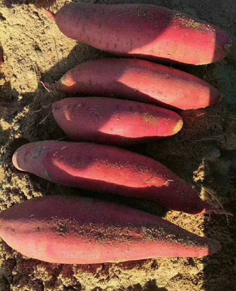 福建漳浦红薯，六鳌红蜜薯，西瓜红现挖现发一手货源