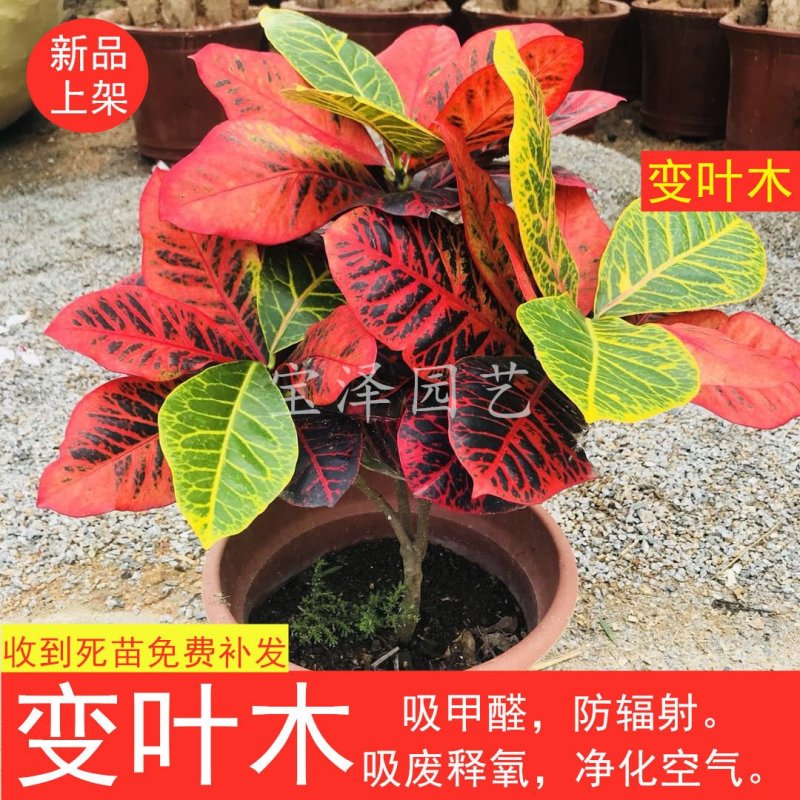 洒金榕苗变叶木七彩变色木树苗室内外盆栽电脑桌面阳台庭院植