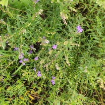 黄芩