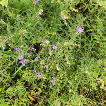 黄芩