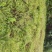 黄芩