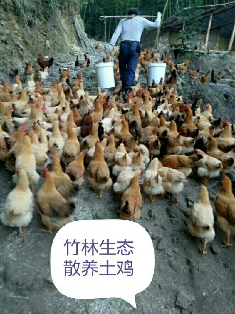 土鸡