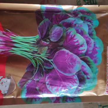 红苋菜种子金品花红苋菜种子
