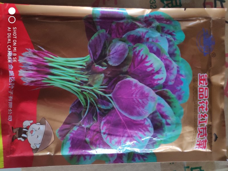 红苋菜种子金品花红苋菜种子