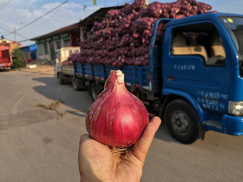 山西太谷红皮洋葱大量上市个头均匀80起步价格美丽