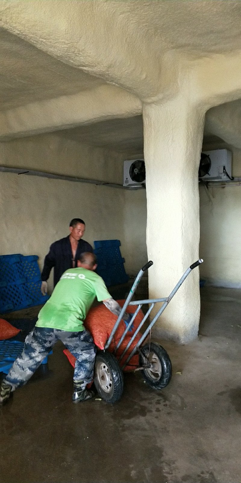 翠绿宝，小寒王大量上市水冼一条龙服务，对接各大商场市场
