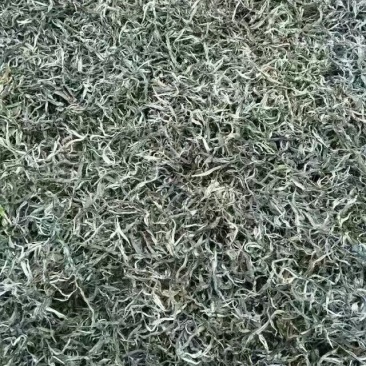 西双版纳勐海普洱茶生态茶