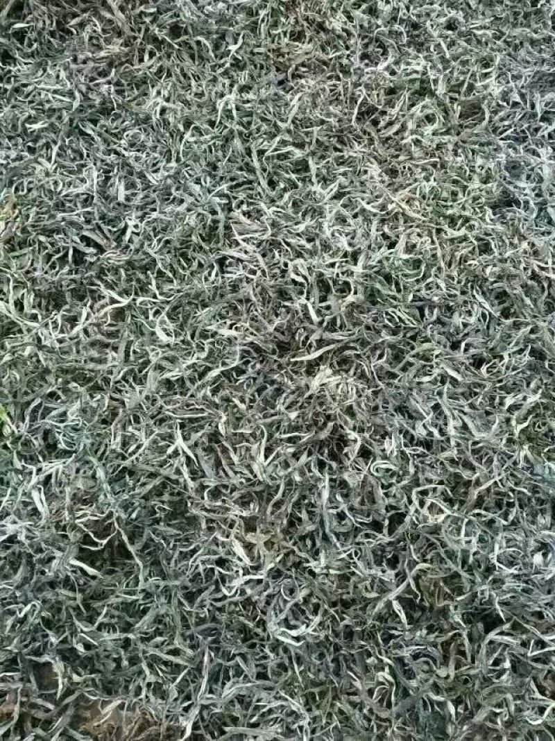 西双版纳勐海普洱茶生态茶