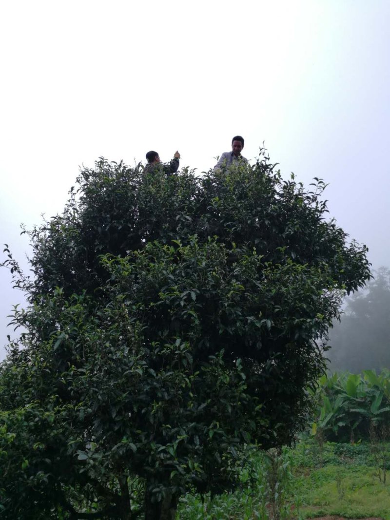 云南西双版纳百年古树茶生茶