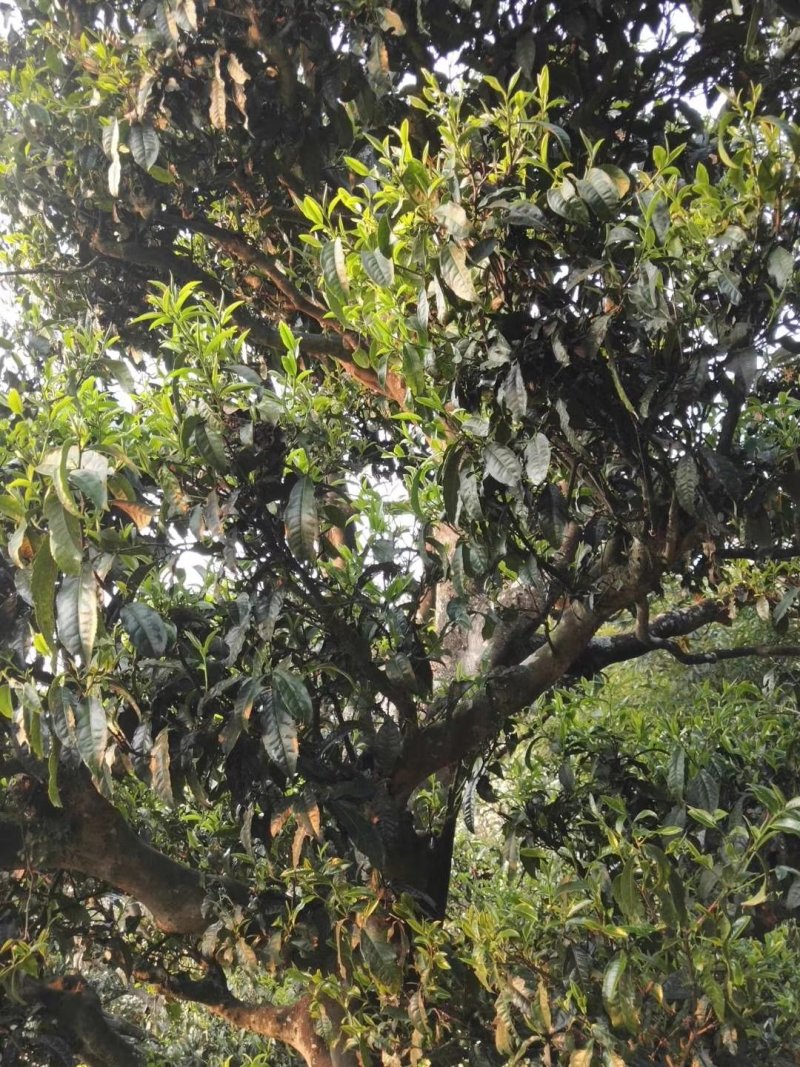 云南西双版纳百年古树茶生茶