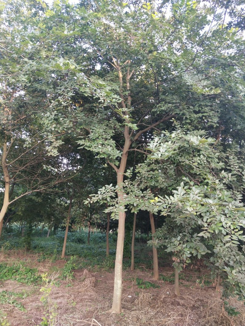 1-20公分单杆，丛生朴树