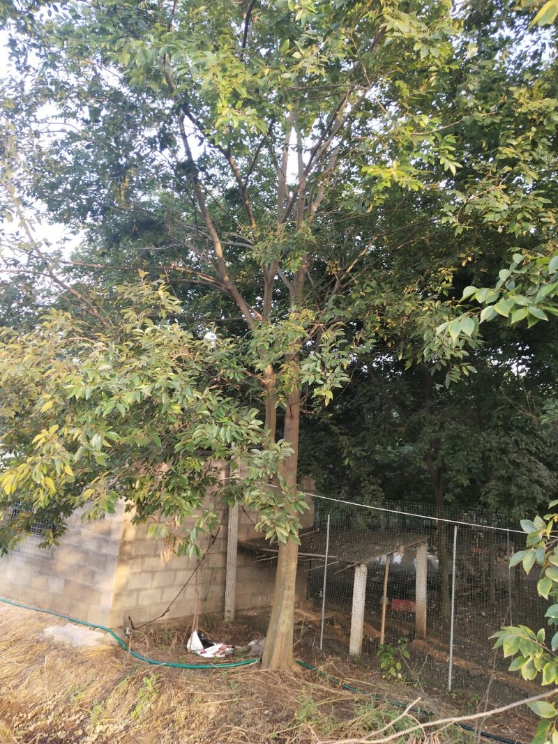 1-20公分单杆，丛生朴树
