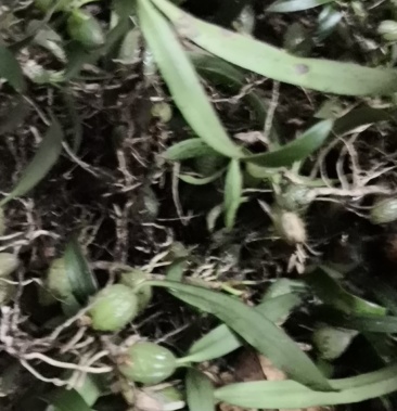 双叶小果石橄榄果上叶石仙桃