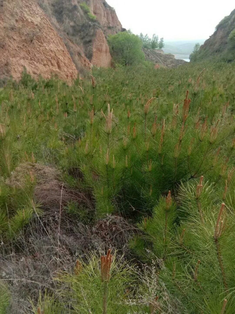 油松杯苗产地直销量大从优一手货源服务周到