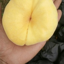 蒙阴黄金蟠桃