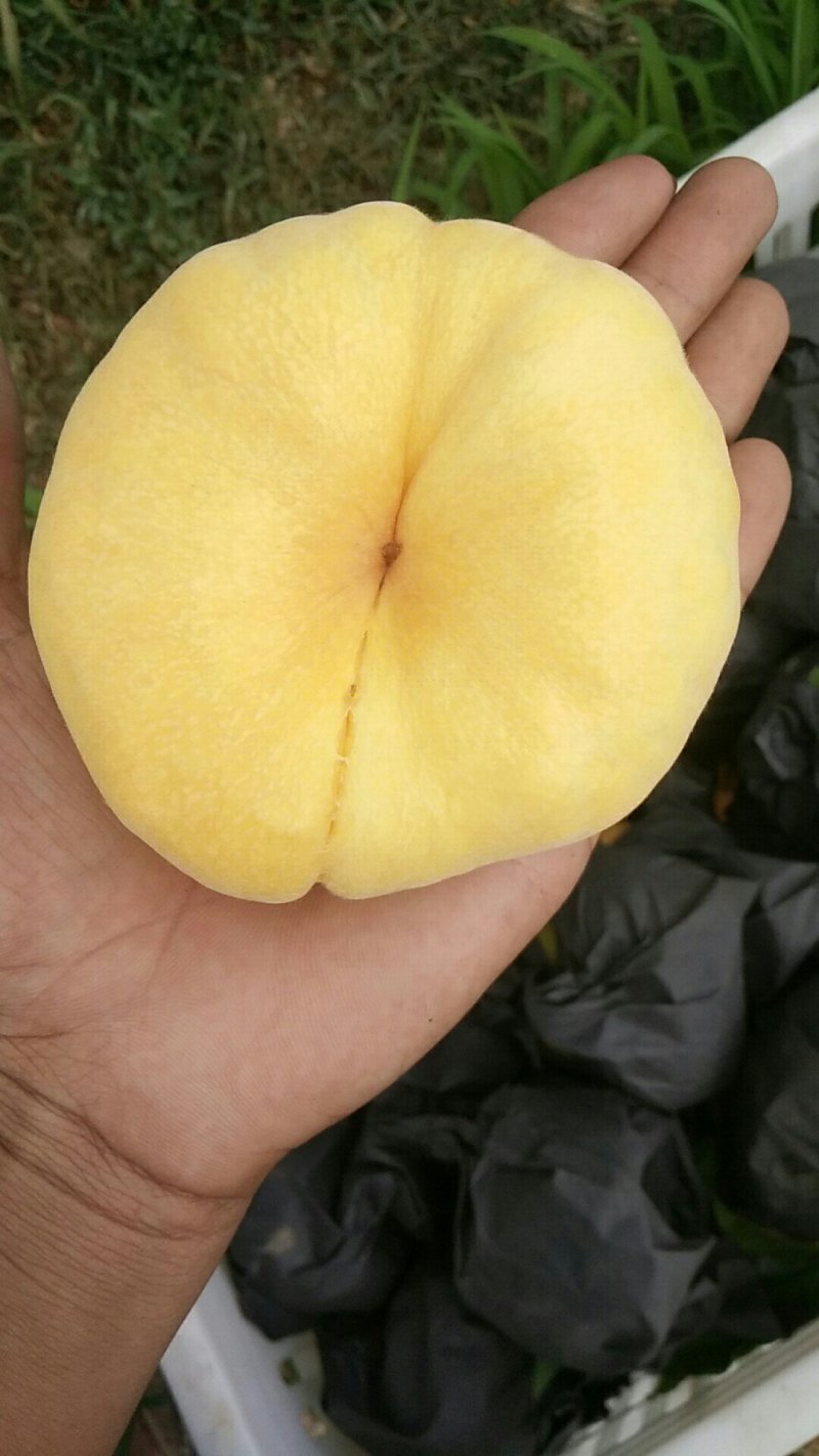 蒙阴黄金蟠桃