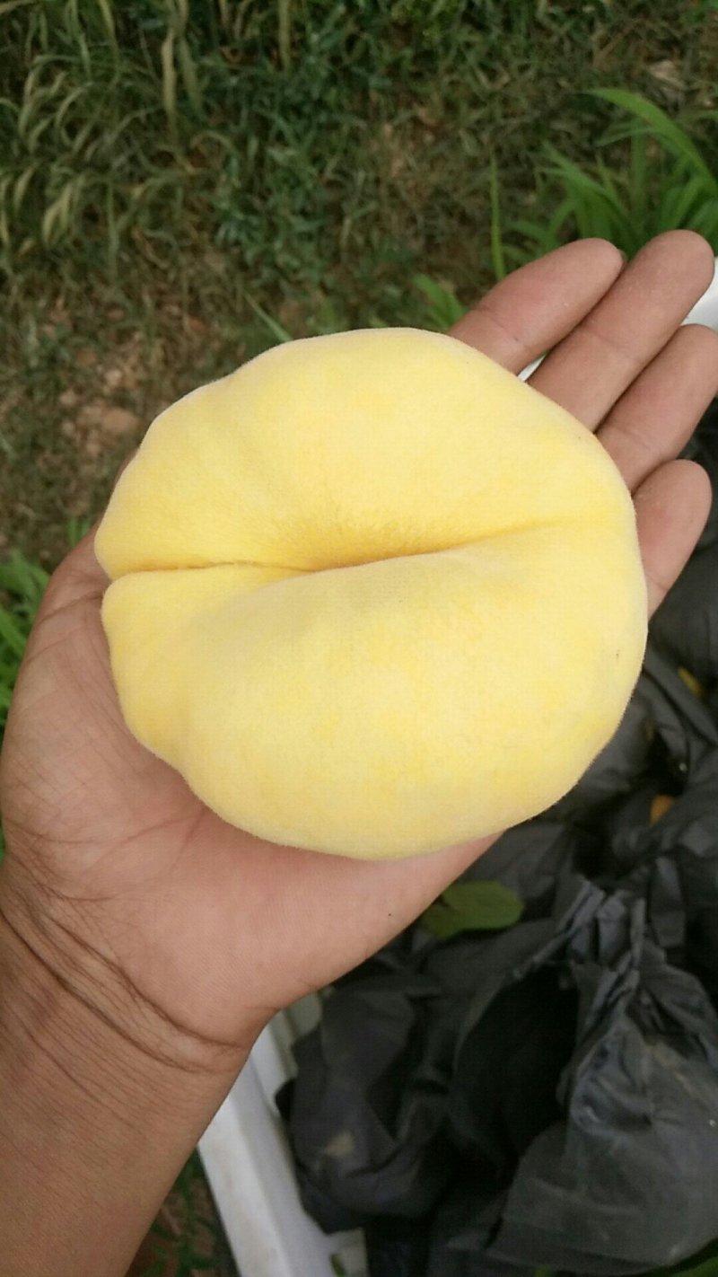 蒙阴黄金蟠桃