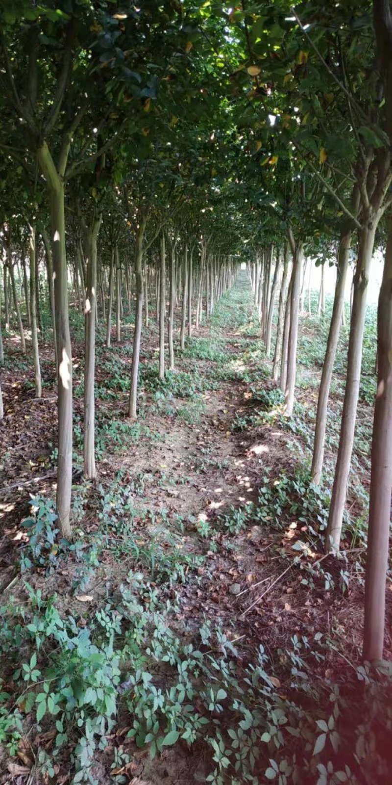 玫瑰红紫薇，规格6公分