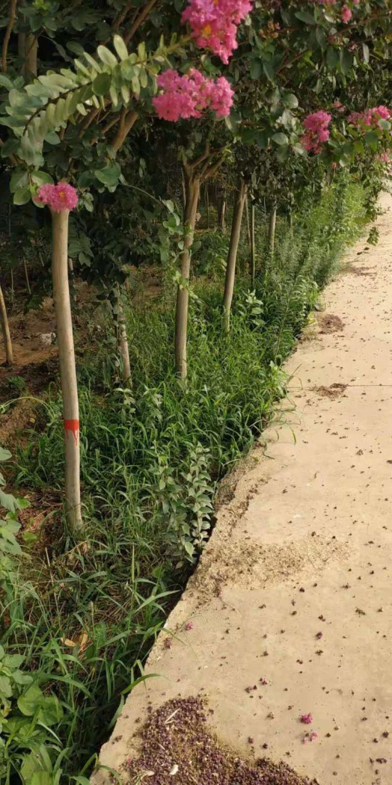 玫瑰红紫薇，规格6公分