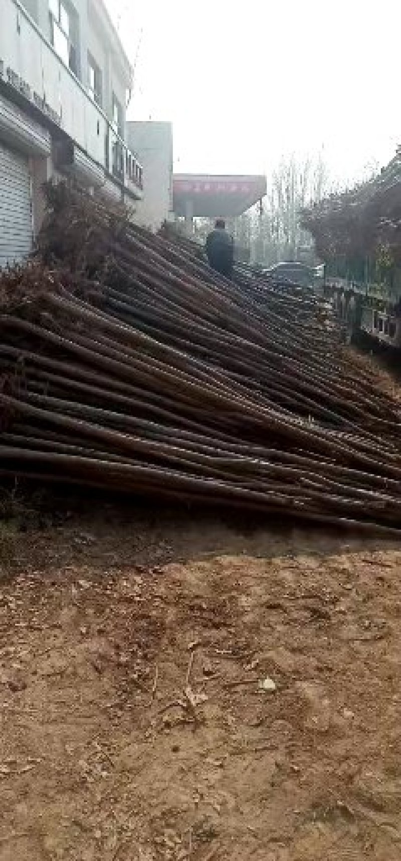 垂柳6~8cm4~6cm3~3.5米