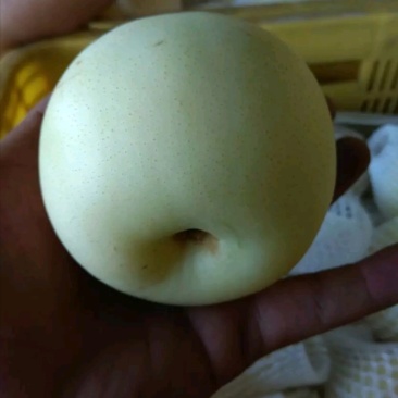 黄金梨