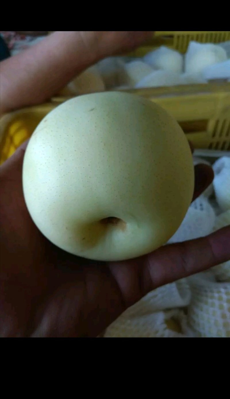 黄金梨