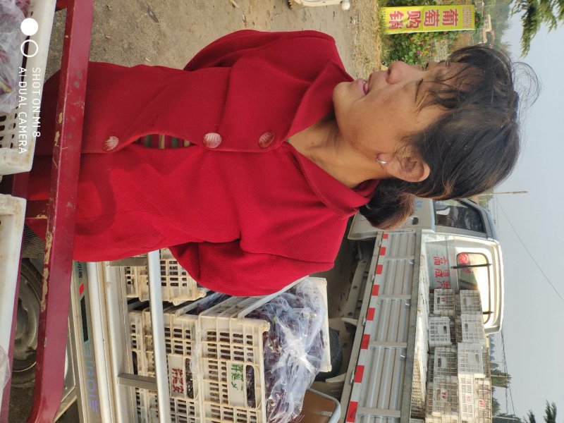 山东潍坊临朐巨峰葡萄协助装车协助找车按需分拣