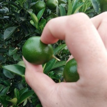 海南金桔