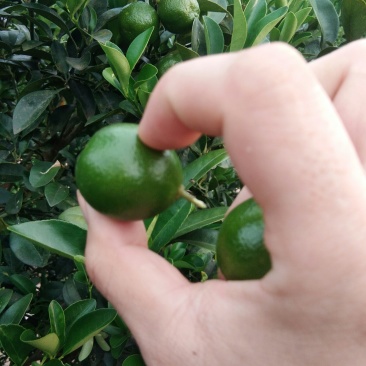 海南金桔