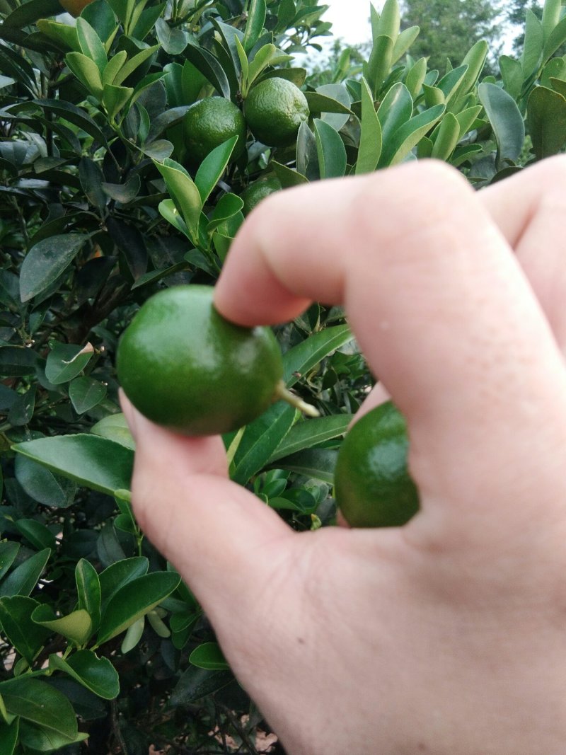 海南金桔