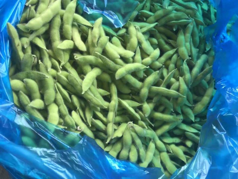 毛豆