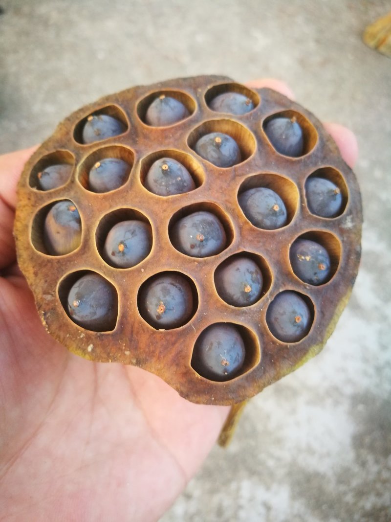 莲蓬铁莲子插花带蓬艺术莲蓬10个