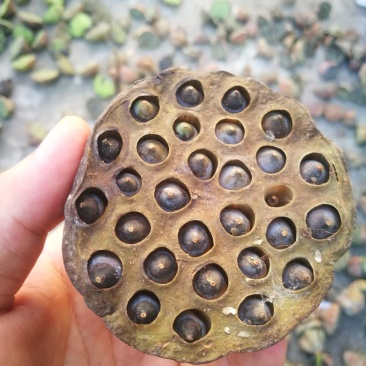 莲蓬铁莲子插花带蓬艺术莲蓬10个