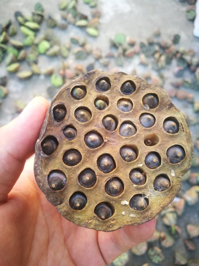 莲蓬铁莲子插花带蓬艺术莲蓬10个