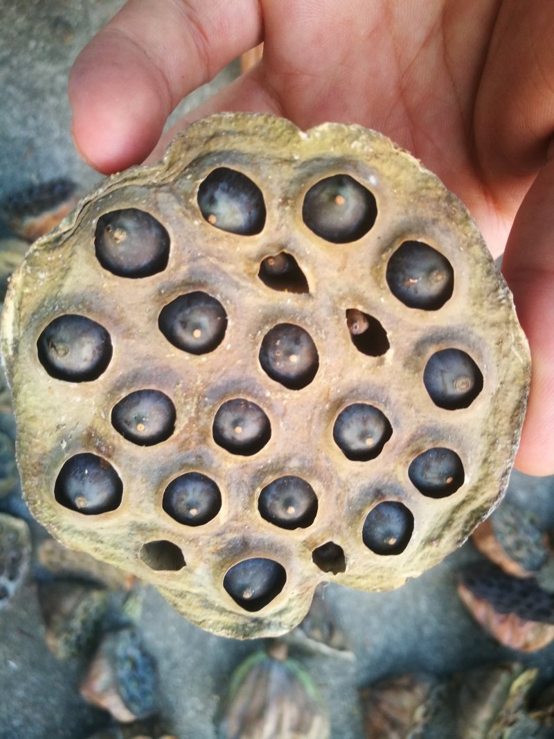 莲蓬铁莲子插花带蓬艺术莲蓬10个