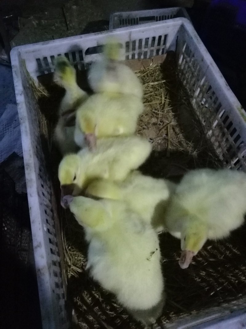 脱温鹅苗