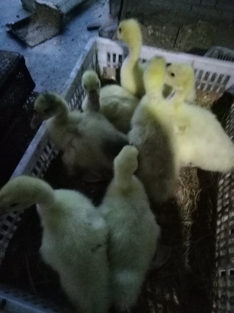 脱温鹅苗