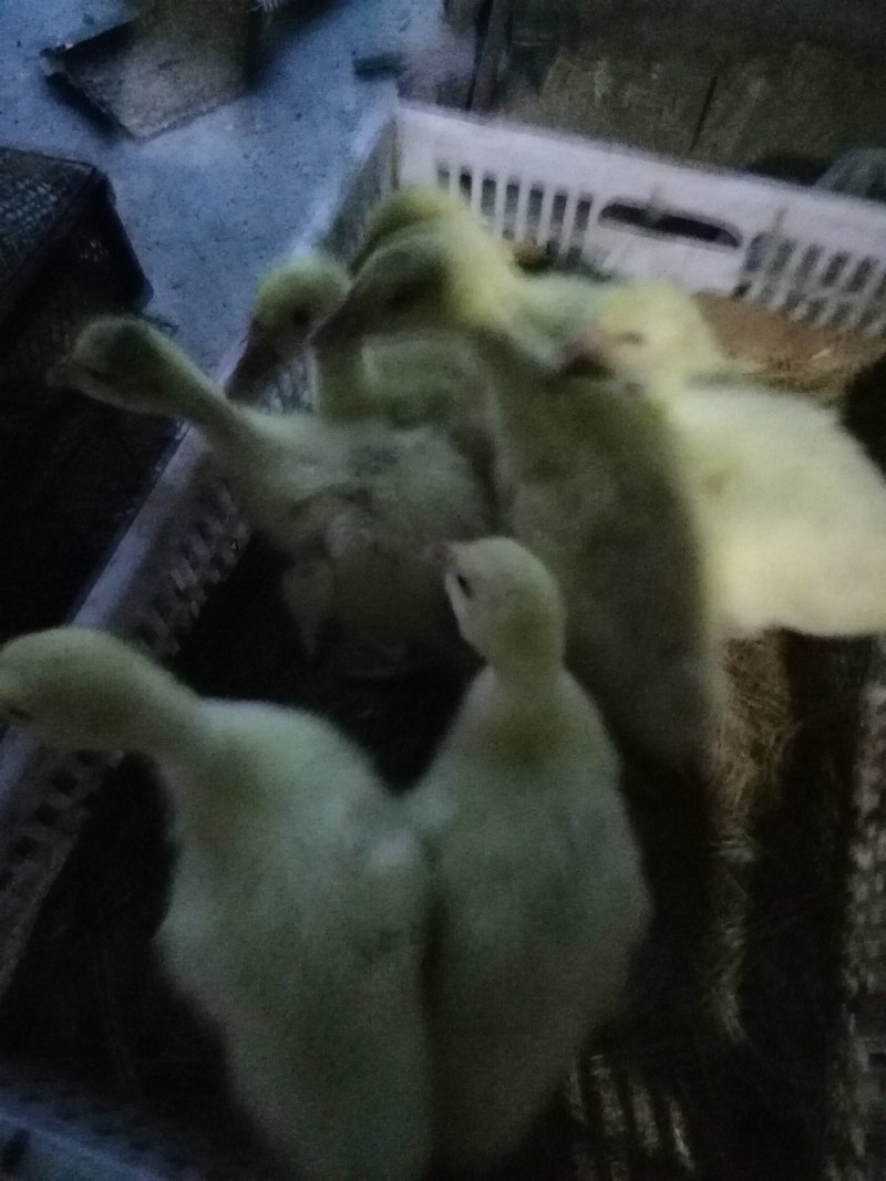 脱温鹅苗