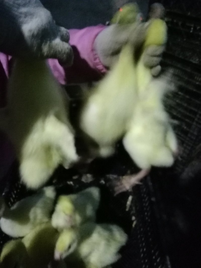 脱温鹅苗