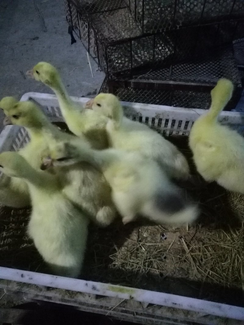 脱温鹅苗