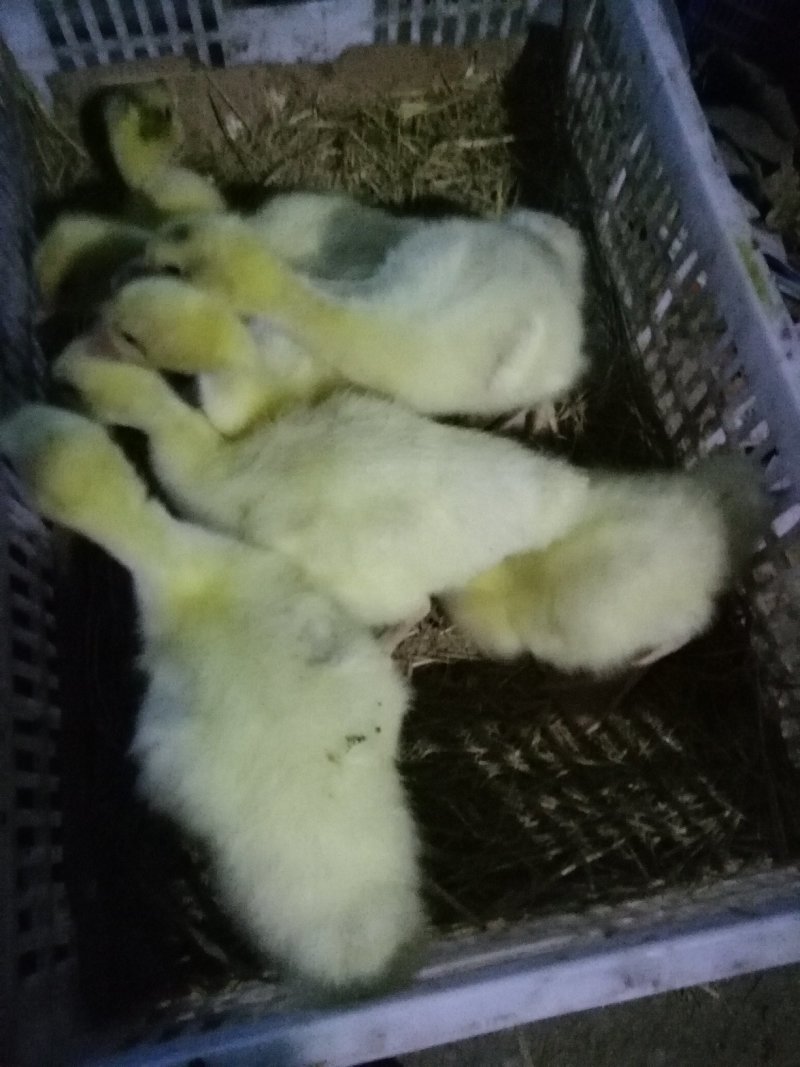 脱温鹅苗
