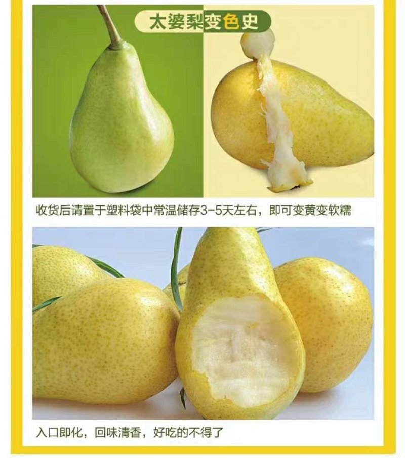 陕西香蕉梨一手货源现摘现卖全国供应批发及商超