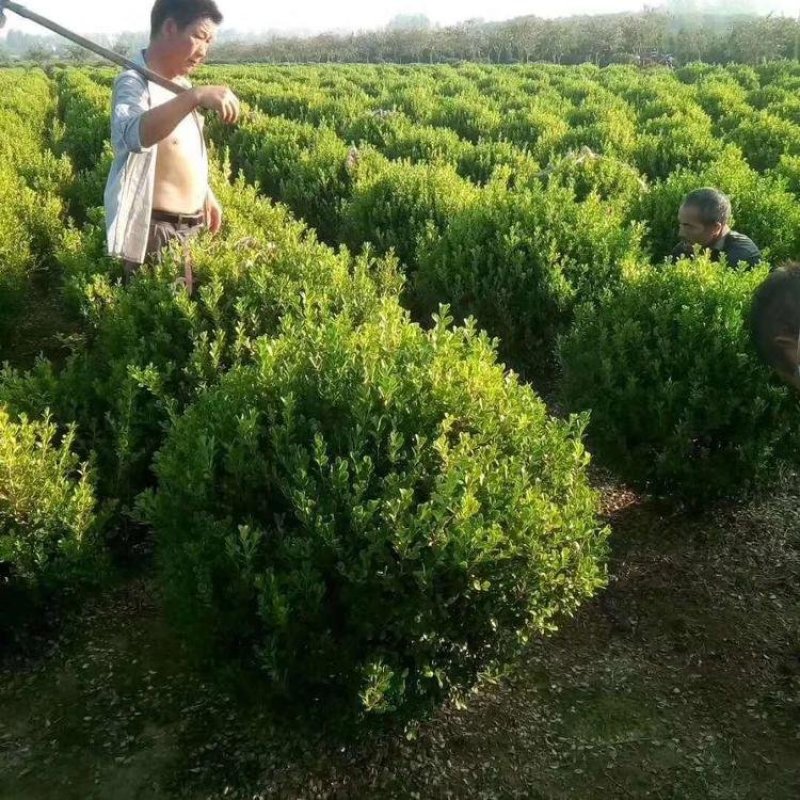 黄杨苗，四季常青，黄杨球形，围栏篱笆专用占地绿化