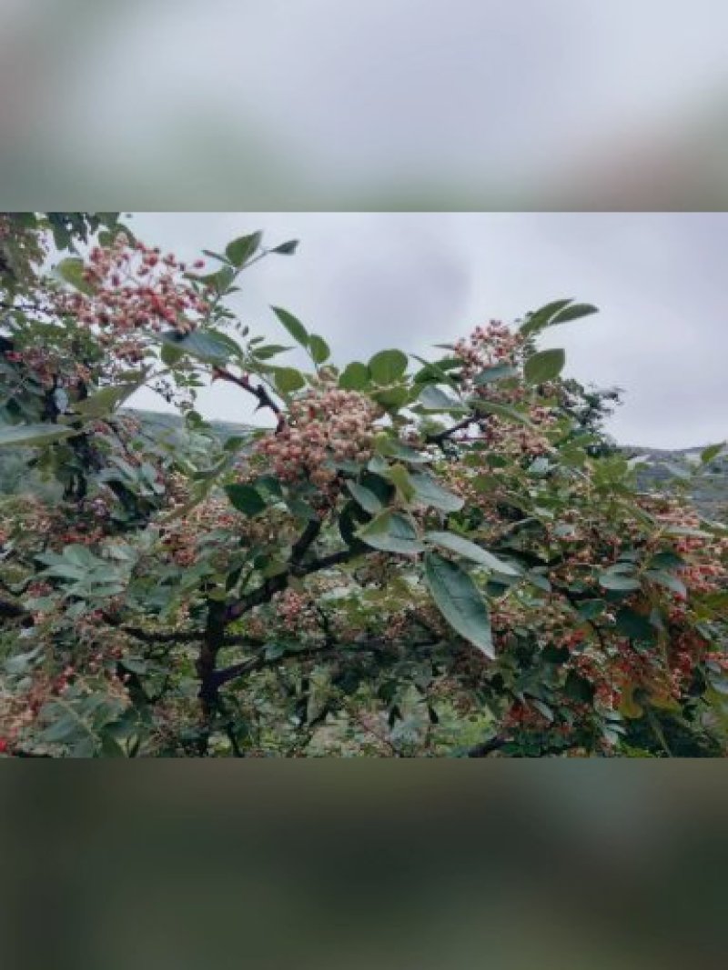 花椒