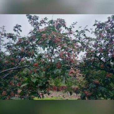 花椒