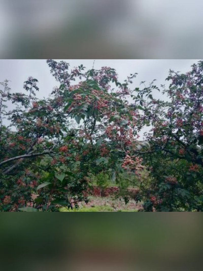 花椒