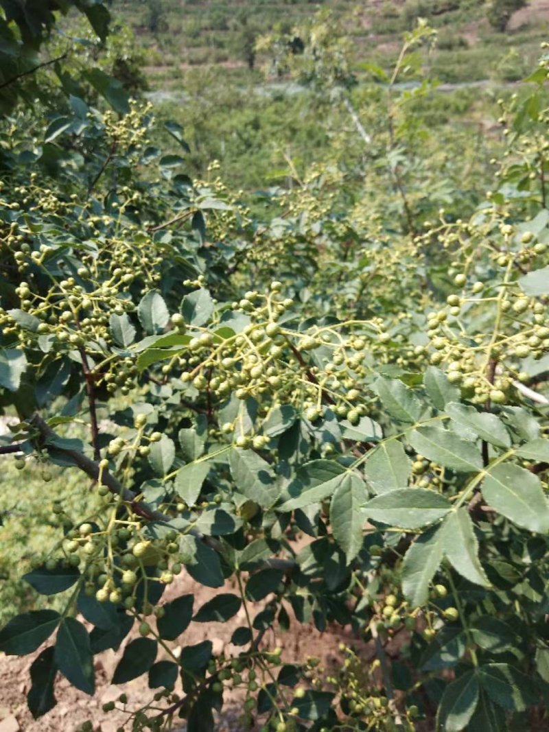 花椒