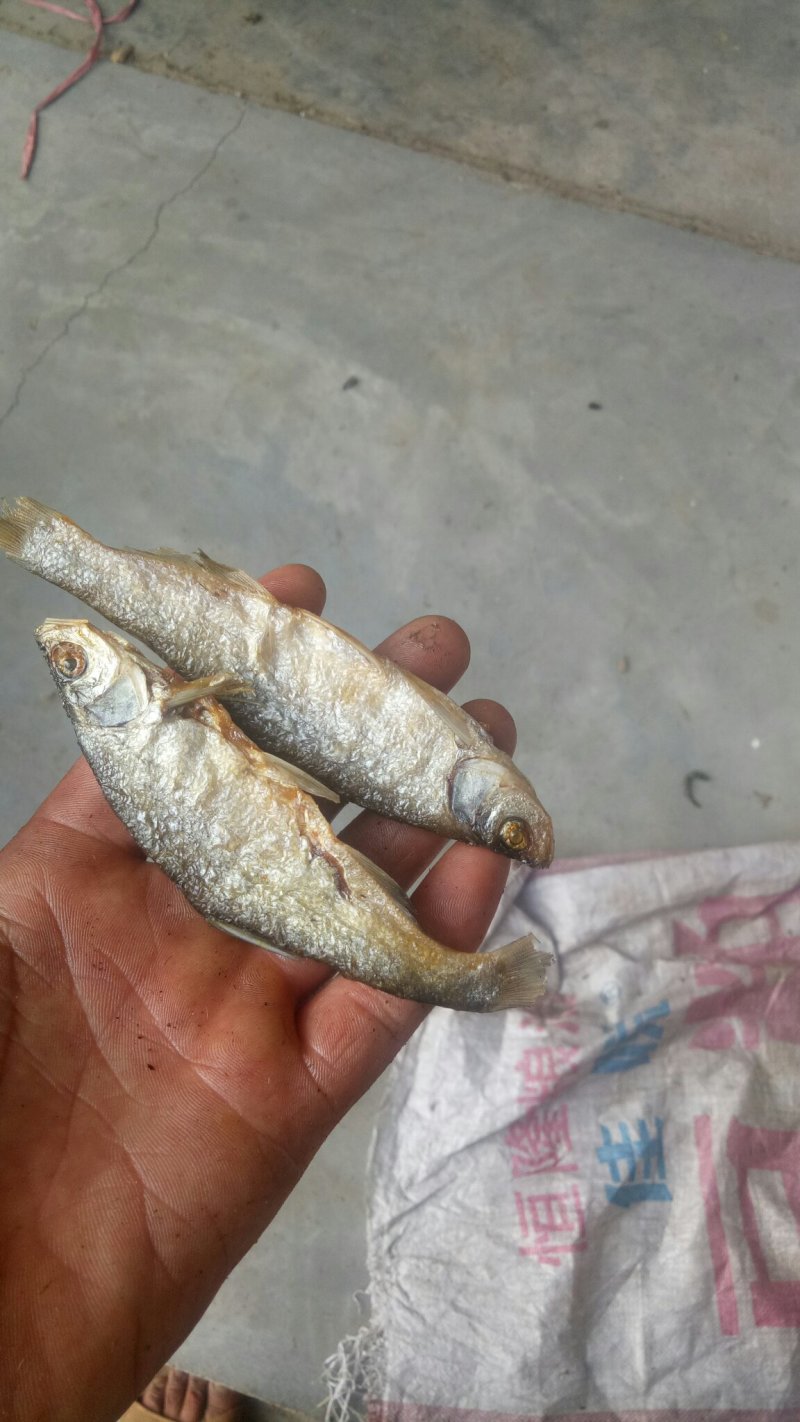 油炸的白鱼味道鲜美。